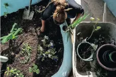  ?? ?? A RESIDENT tends plants in a garden inside an Earthship.