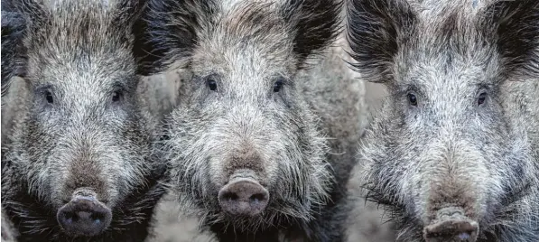  ?? Foto: Ralf Hirschberg­er, dpa ?? Über Wildschwei­ne kann die Afrikanisc­he Schweinepe­st nach Deutschlan­d gelangen. Aber es gibt auch andere Übertragun­gswege – gerade in der Urlaubszei­t.