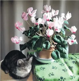  ?? PHOTO: DOREEN TYREE ?? Doreen Tyree’s cyclamen is not just any old cyclamen. ‘‘My husband gave me this pot plant when my son was 13 months old. He is now 64. Is this a record?’’ That is pretty impressive, Doreen! (Pssst, Doreen says the cat isn’t real.)