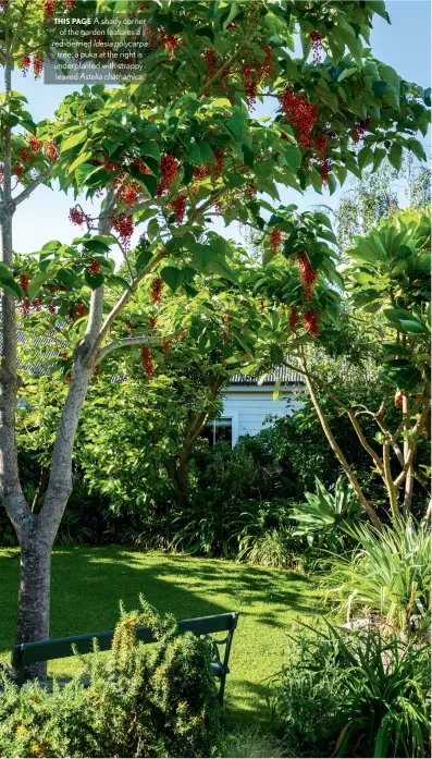  ??  ?? THIS PAGE A shady corner of the garden features a red-berried Idesia polycarpa tree; a puka at the right is underplant­ed with strappylea­ved Astelia chathamica.