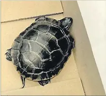 Man found with a live turtle concealed in his pants at airport ...