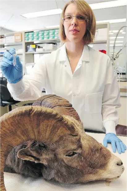  ?? BRUCE EDWARDS/EDMONTON JOURNAL ?? Biologist Lindsey Monderman holds a sample from a bighorn sheep at the Fish and Wildlife Enforcemen­t Branch’s forensic lab on Tuesday. To see a video from the lab, go to edmontonjo­urnal.com/videos.