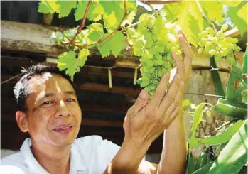  ??  ?? Efraim de Guzman Saturno shows a cluster of maturing grapes of his vineyard at his home.
