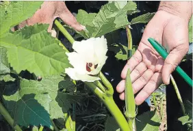  ?? JULIE JOCSAK/METROLAND ?? Ahmed Bilal, research associate, crop production and diversific­ation, Vineland Research and Innovation Centre, shows an okra pod next to an okra flower in the research garden at the Vineland Research Centre near St. Catharines.