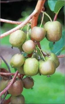  ?? PHOTO BY EMILY RYAN ?? These kiwi berries are called “Passion Poppers.”