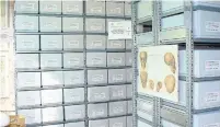  ?? BGAEU ?? The shelves at the German museum where four Indigenous skulls, given away in 1884 by Dr. William Osler, are stored.