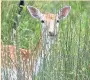  ??  ?? ●● Up to 100 fallow deer in Lyme Park have either died or been put down