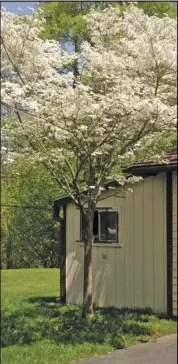  ?? ?? Trees are in bloom throughout the
community.