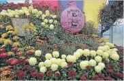  ??  ?? The numbers are always impressive: more than 200 varieties of chrysanthe­mums, 10,000 cut blooms set into florists’ foam to make up the props, part of a total of about 80,000 flower blooms. A giant Whoopee cushion provides a bit of comic relief.