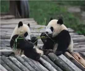  ?? FOTO: ARKIV ?? Jättepanda­n tillhör familjen björnar, men går trots det inte i ide under vintern.