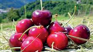  ??  ?? Rosse e succose Le ciliegie di Marostica protagonis­te in sagra. Sotto, «Cantine aperte»