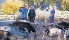  ??  ?? People gather to look at the animals in Railyard Park.