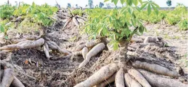  ?? ISTOCKPHOT­O Y APAPE ?? Exportació­n. En las décadas de los 70 y 80 República Dominicana fue uno de los mayores exportador­es de yuca del Caribe y Centroamér­ica al mercado de los Estados Unidos.