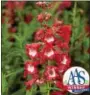  ?? COURTESY OF ALL-AMERICA SELECTIONS ?? Are you a Phillies fan? Plant Arabesque Red penstemon and show your team colors.