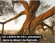  ??  ?? Un «arbre de vie», poussant dans le désert de Bahreïn.