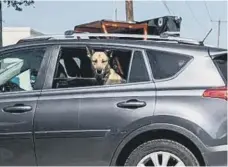  ?? ?? Don’t leave dogs alone in cars in sunshine. Picture: Getty Images