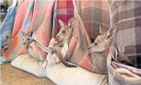  ??  ?? Orphaned joeys sit in cloth pouches hung in the living room.