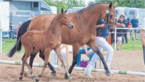  ?? FOTO: BITTNER ?? Wurde am Sonntag von den Juroren als echtes Bewegungsw­under gefeiert: das Siegerstut­fohlen im Ring der dressurbet­onten Fohlen.