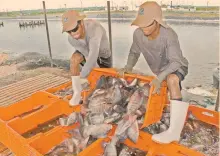  ?? FOTO: ESPECIAL ?? En Chiapas, la captura es realizada por más de 140 cooperativ­as pesqueras, con mínima infraestru­ctura.