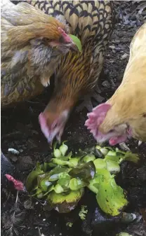  ??  ?? The author’s hens scarf down fresh hyacinth leaf.