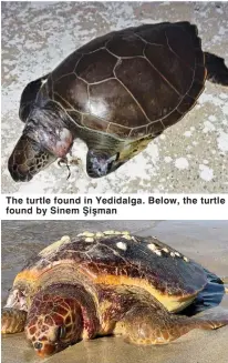  ??  ?? The turtle found in Yedidalga. Below, the turtle found by Sinem Şişman