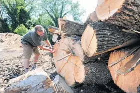  ?? ALGERINA PERNA/BALTIMORE SUN ?? Gary Letteron, an urban forester with the Baltimore Department of Recreation and Parks, measures a large ash tree stump. Some ash trees that were infested by the emerald ash borer were cut down and brought to a city disposal area.
