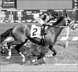  ?? JIM MCCUE/MARYLAND JOCKEY CLUB ?? Tappin Cat’s three-race win streak began Aug. 13 with this five-length allowance victory at Pimlico.