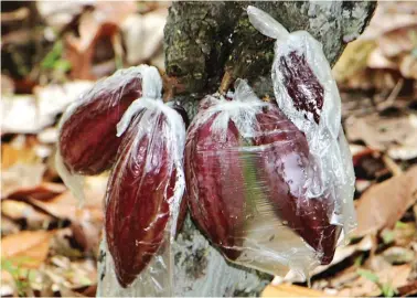  ??  ?? Aside from producing chocolate, cacao is now often used in the processing of food, beverage, cosmetics, and even phamaceuti­cals.