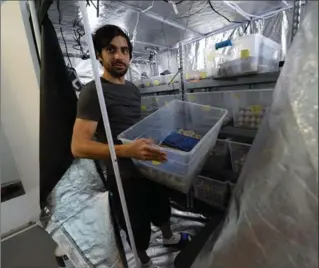  ?? TNS ?? Tiny Farms co-founder Dan Imrie-Situnayake moves a bin containing cricket eggs in the incubation area.