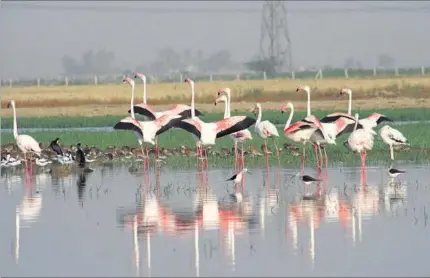  ?? ABHINAV SAHA/ HT PHOTO ?? Flamingos at the Basai village, on the Sultanpur road. A number of migratory birds visit this site every year from August to February. These were spotted last August.