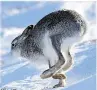  ?? ?? RARE Mountain hare