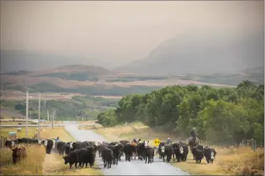  ?? Herald photo by Tijana Martin ?? A rancher leads cattle west of Twin Butte on Tuesday. On Wednesday, it was announced that local ranchers in the Twin Butte area would be given approximat­ely two hours to re-enter the evacuation sites in order to feed their livestock. @TMartinHer­ald