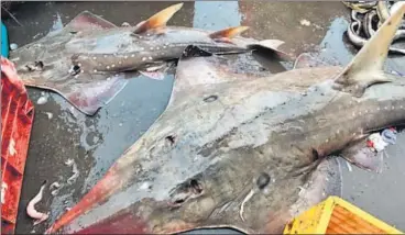  ?? PHOTO: GANESH NAKHAWA ?? A fishermen’s welfare associatio­n group has said the city is a hub for illegal export of shark fin. (In pic) Guitarfish, a protected shark species at Sasoon Docks.