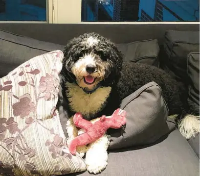  ?? LAURA BLACK ?? “Granddog” Walter and his toy dinosaur. The writer is holding out hope that her daughter and son-in-law’s pandemic puppy is a prelude to more grandchild­ren.
