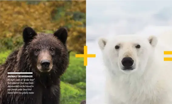  ??  ?? ANOMALY OR HARBINGER All eight cases of “grolar bear” hybridizat­ion that have been documented can be traced to one female polar bear that mated with two grizzly males