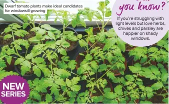  ??  ?? Dwarf tomato plants make ideal candidates for windowsill growing