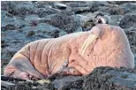  ??  ?? Wanderer A walrus in Orkney is the first spotted ashore in the UK in five years.