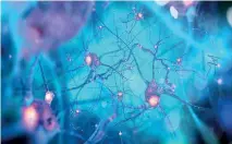  ??  ?? Conceptual image of neurons in the brain