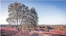  ?? RP-FOTO/ARCHIV: DPA ?? Vom 29. Juli bis zum 12. August wird eine Reise in die Lüneburger Heide angeboten.