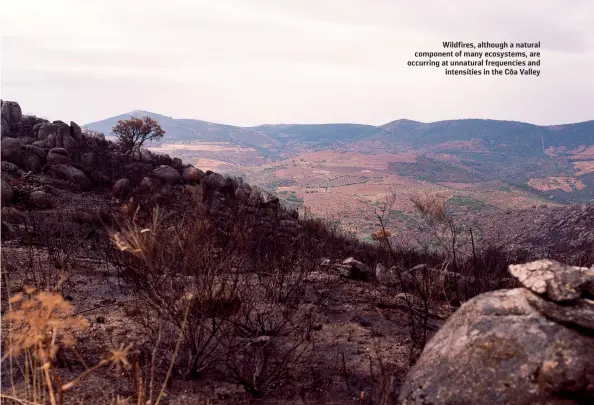  ??  ?? Wildfires, although a natural component of many ecosystems, are occurring at unnatural frequencie­s and intensitie­s in the Côa Valley