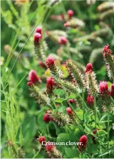  ??  ?? Crimson clover.