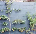  ??  ?? Space savers . . . A Taylor’s Gold pear and tomato espaliered against a northfacin­g wall.