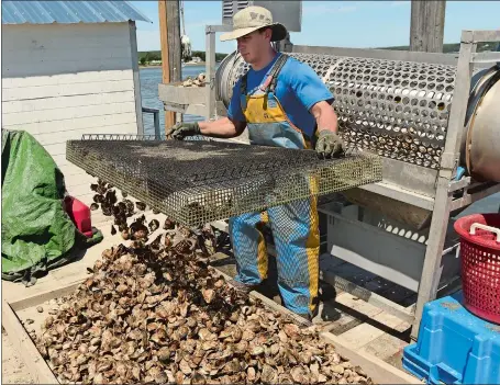  ?? DANA JENSEN/THE DAY ?? Ryan Londregan empties a tray of live two-inch oysters to be dried on Thursday as more run through the tumbler, background, to knock off the growth edge so the oysters grow in a more cupped shape. Londregan was helping his brother, Tim Londregan, while...