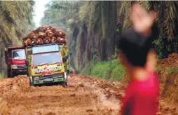  ??  ?? File photo shows trucks carrying palm oil fruit in South Sumatra, Indonesia.