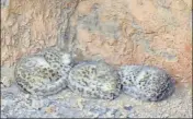  ?? HT PHOTO ?? The three snow leopards that were spotted in Kibber valley of n Himachal Pradesh.