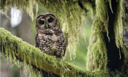  ?? Photograph: Robin Loznak/ZUMA Wire/ REX/Shuttersto­ck ?? The northern spotted owl lives in forested areas in Washington, Oregon and northern California.