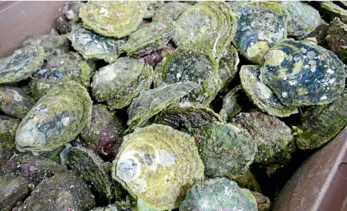  ?? JOHN HAWKINS/STUFF ?? In May 2017, the Ministry for Primary Industries detected the parasite on flat oyster farms in Stewart Island.