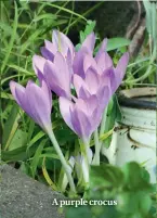  ??  ?? A purple crocus