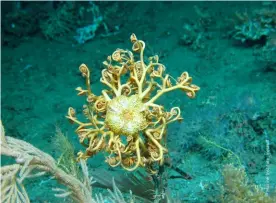  ??  ?? BELOWGorgo­nocephalus basket stars are typical of the sort of creatures that live in cold-water and deep-sea environmen­ts