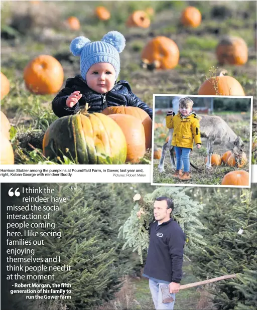  ?? Pictures: Robert Melen ?? Harrison Stabler among the pumpkins at Poundffald Farm, in Gower, last year and, right, Koban George with reindeer Buddy.